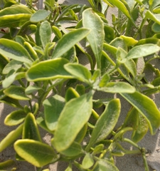 Physalis cinerascens spathulifolia