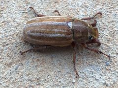 Polyphylla occidentalis