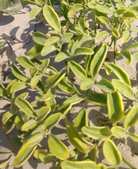 Physalis cinerascens spathulifolia