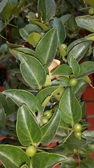 Azima tetracantha