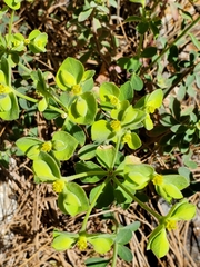 Euphorbia yaquiana