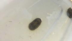 Chiton albolineatus