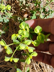 Euphorbia yaquiana