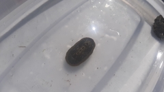 Chiton albolineatus
