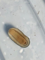 Chiton albolineatus