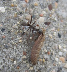 Formica