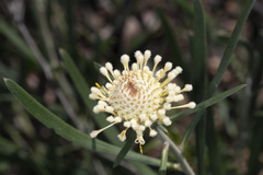 Isopogon sphaerocephalus
