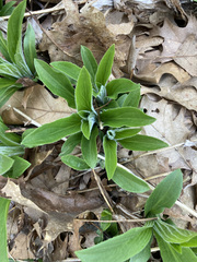 Digitalis grandiflora