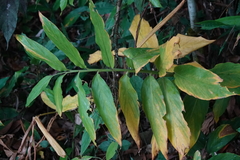 Zingiber kawagoii