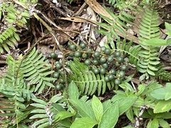 Chamaedorea tepejilote image