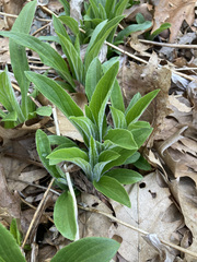 Digitalis grandiflora