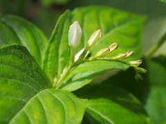 Spigelia