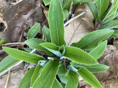 Digitalis grandiflora