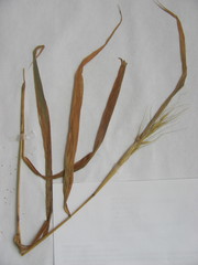 Elymus virginicus virginicus