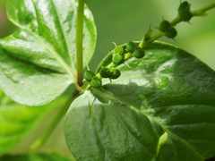 Spigelia