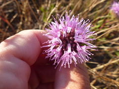 Monardella purpurea