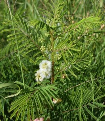 Acaciella angustissima texensis