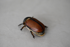 Paracotalpa