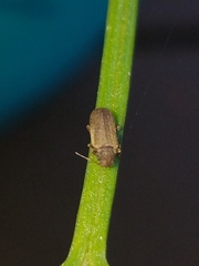 Anobiinae