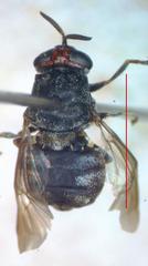 Dicyphoma schaefferi