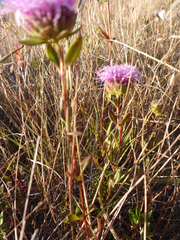 Monardella purpurea