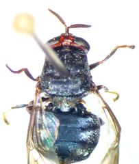 Dicyphoma schaefferi