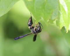 Ancistrocerus unifasciatus