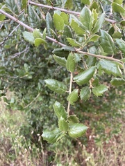 Quercus agrifolia