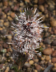 Isopogon asper