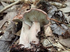 Hypomyces lateritius