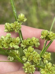Cyperus pseudovegetus