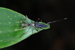 Toxorhynchites solstitialis