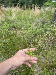 Cyperus pseudovegetus