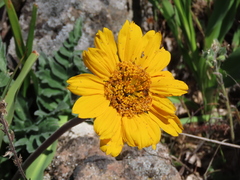 Balsamorhiza macrolepis