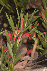Adenanthos barbiger