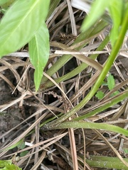 Cyperus pseudovegetus