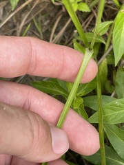 Cyperus pseudovegetus