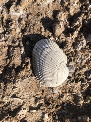 Larkinia grandis