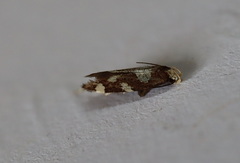 Limnaecia tetraplanetis