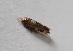 Limnaecia tetraplanetis