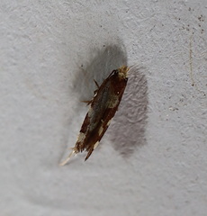 Limnaecia tetraplanetis