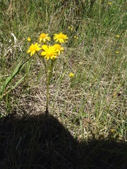 Packera dimorphophylla