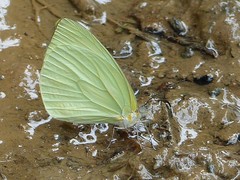 Pseudopieris viridula