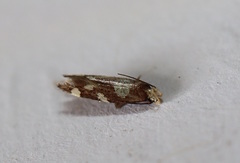 Limnaecia tetraplanetis