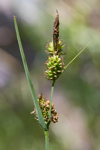 iNaturalist observation photo of saw-toothed sedge