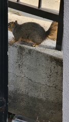 Sciurus niger