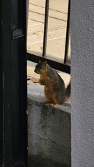 Sciurus niger