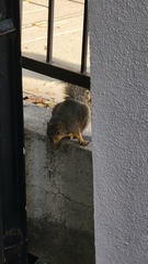 Sciurus niger