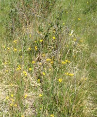 Packera dimorphophylla