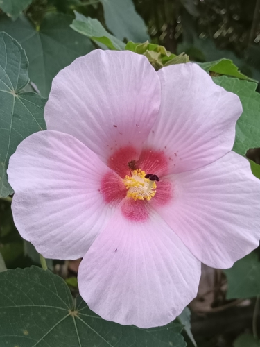 Image of Hibiscus mutabilis by (c) Ignacio Quintero, some rights reserved (CC BY)